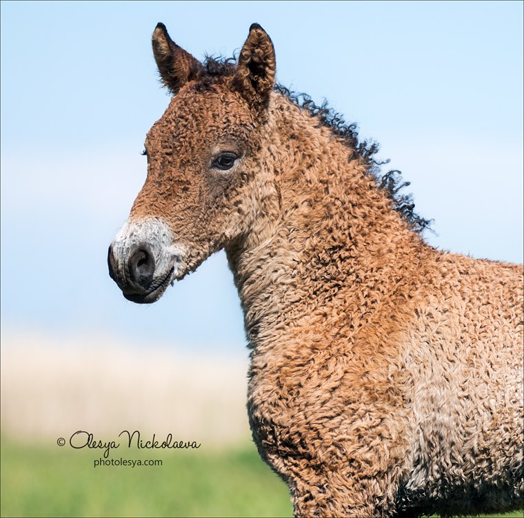 Cute baby colt Trans-Baikal curly horse breed